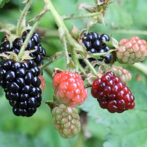 1200px-Ripe_ripening_and_green_blackberries-300×300